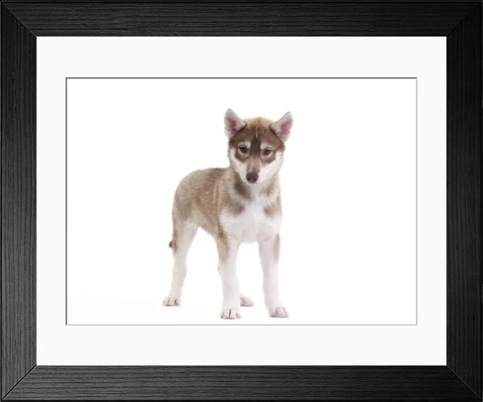 Framed Print : Picture No. 10888165 Framed Print : Picture No. 10888165