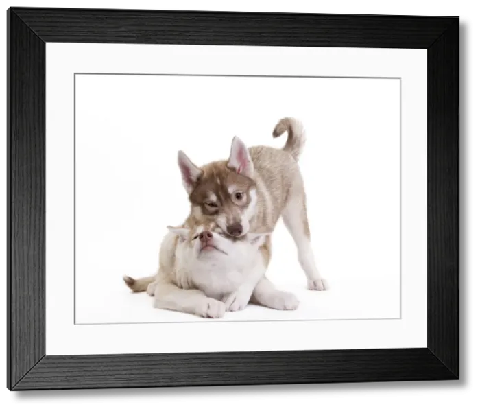 Framed Print : Picture No. 10888174 Framed Print : Picture No. 10888174