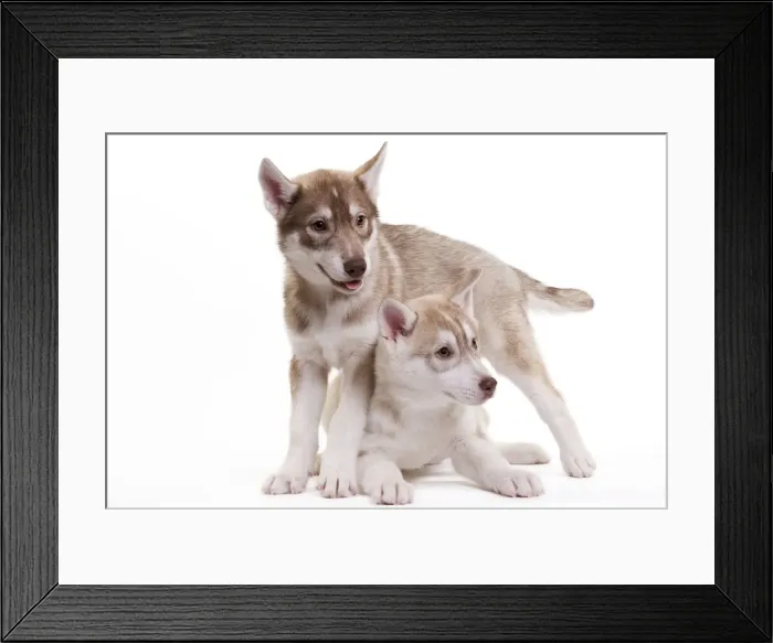 Framed Print : Picture No. 10888175 Framed Print : Picture No. 10888175
