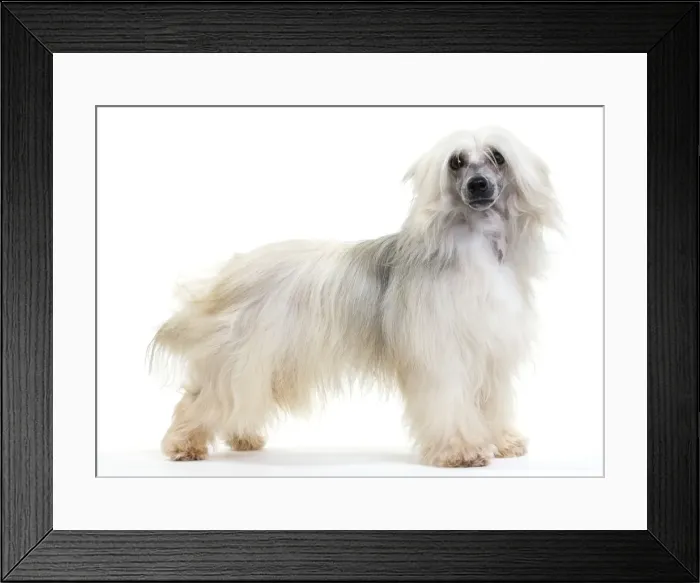 Framed Print : Picture No. 10888176 Framed Print : Picture No. 10888176