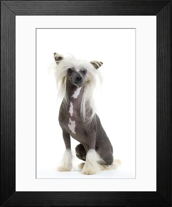 Framed Print : Picture No. 10888179 Framed Print : Picture No. 10888179