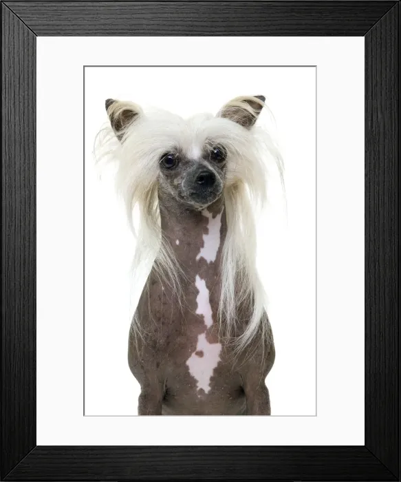 Framed Print : Picture No. 10888181 Framed Print : Picture No. 10888181