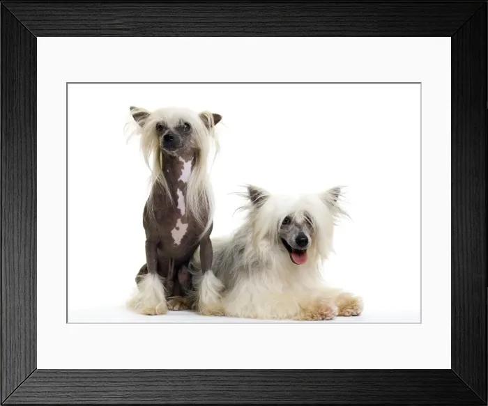 Framed Print : Picture No. 10888178 Framed Print : Picture No. 10888178