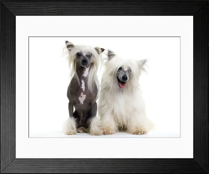 Framed Print : Picture No. 10888177 Framed Print : Picture No. 10888177