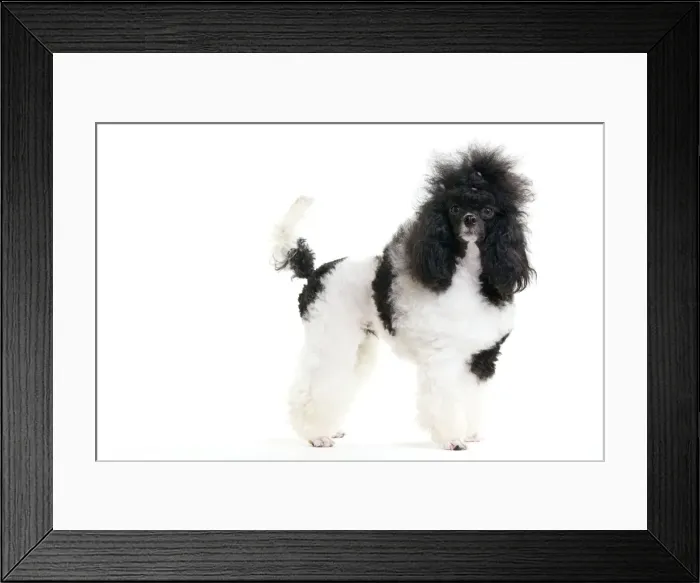 Framed Print : Picture No. 10888185 Framed Print : Picture No. 10888185