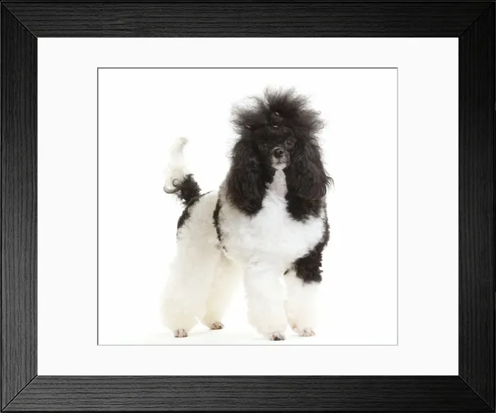 Framed Print : Picture No. 10888186 Framed Print : Picture No. 10888186