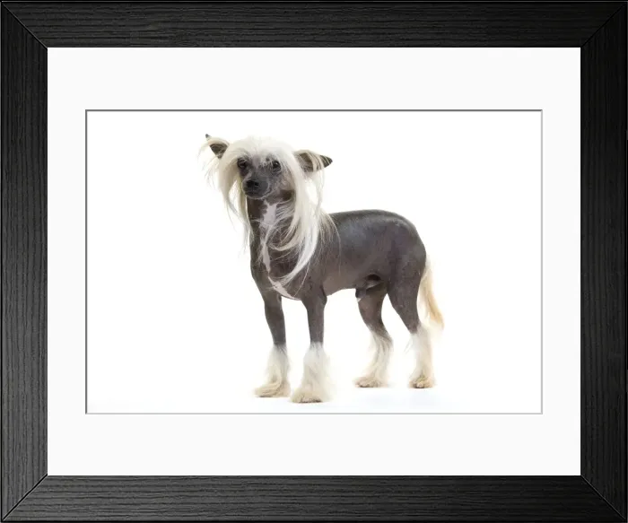 Framed Print : Picture No. 10888184 Framed Print : Picture No. 10888184