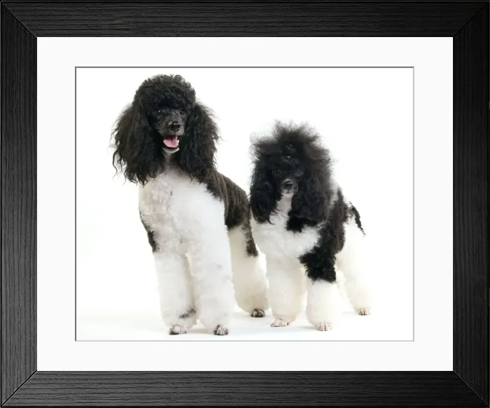 Framed Print : Picture No. 10888191 Framed Print : Picture No. 10888191