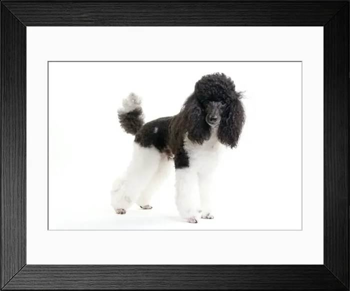 Framed Print : Picture No. 10888188 Framed Print : Picture No. 10888188