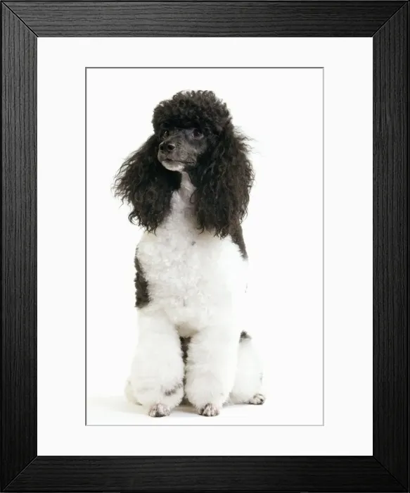 Framed Print : Picture No. 10888189 Framed Print : Picture No. 10888189