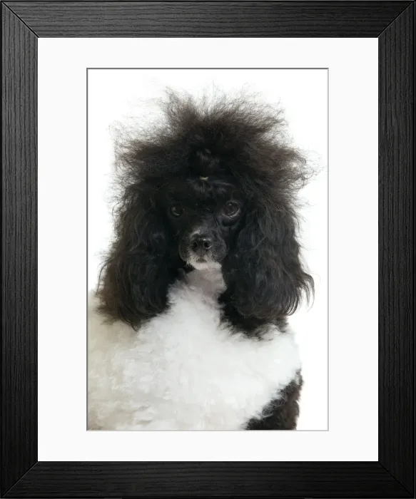 Framed Print : Picture No. 10888187 Framed Print : Picture No. 10888187