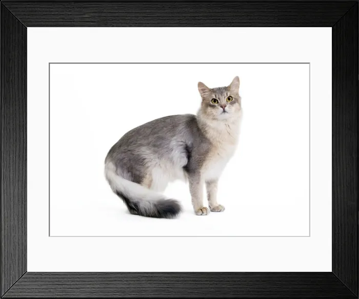 Framed Print : Picture No. 10888193 Framed Print : Picture No. 10888193