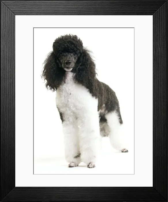 Framed Print : Picture No. 10888190 Framed Print : Picture No. 10888190