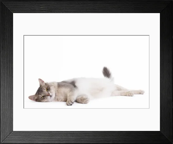 Framed Print : Picture No. 10888197 Framed Print : Picture No. 10888197