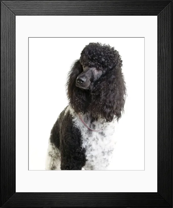 Framed Print : Picture No. 10888192 Framed Print : Picture No. 10888192