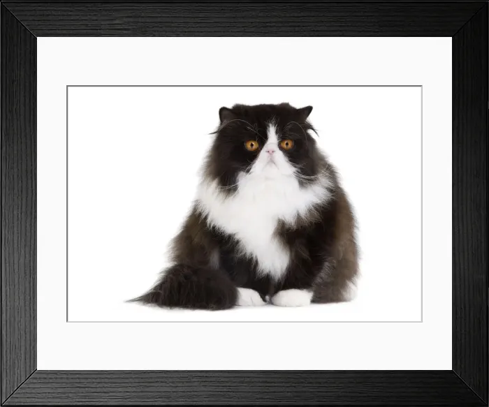 Framed Print : Picture No. 10888201 Framed Print : Picture No. 10888201