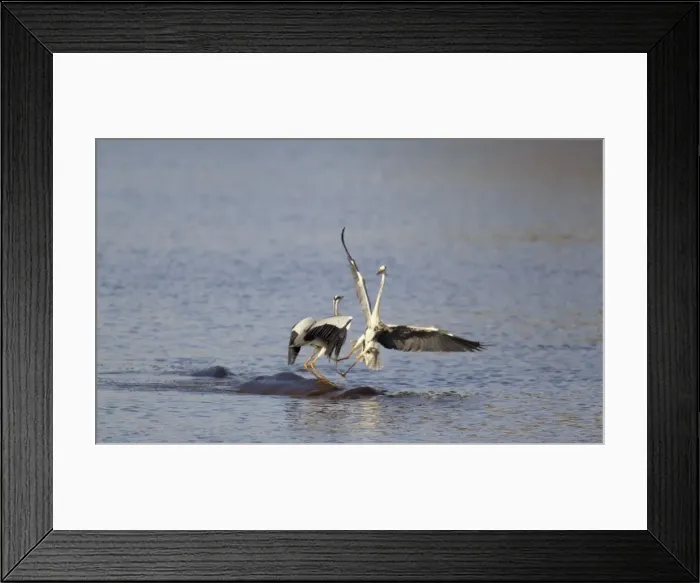 Framed Print : Picture No. 10887289 Framed Print : Picture No. 10887289