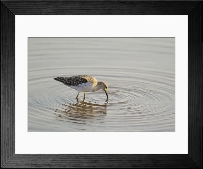 Framed Print : Picture No. 10887282 Framed Print : Picture No. 10887282