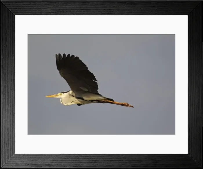 Framed Print : Picture No. 10887288 Framed Print : Picture No. 10887288