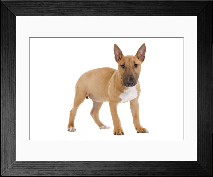 Framed Print : Picture No. 10888205 Framed Print : Picture No. 10888205
