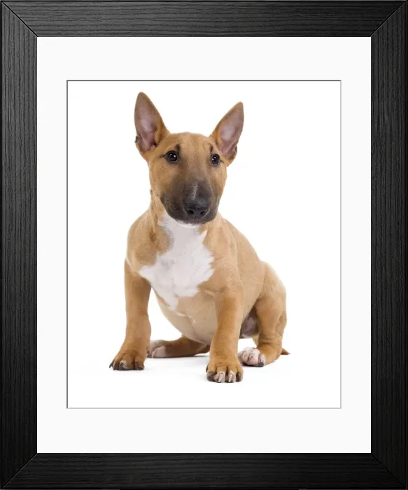 Framed Print : Picture No. 10888206