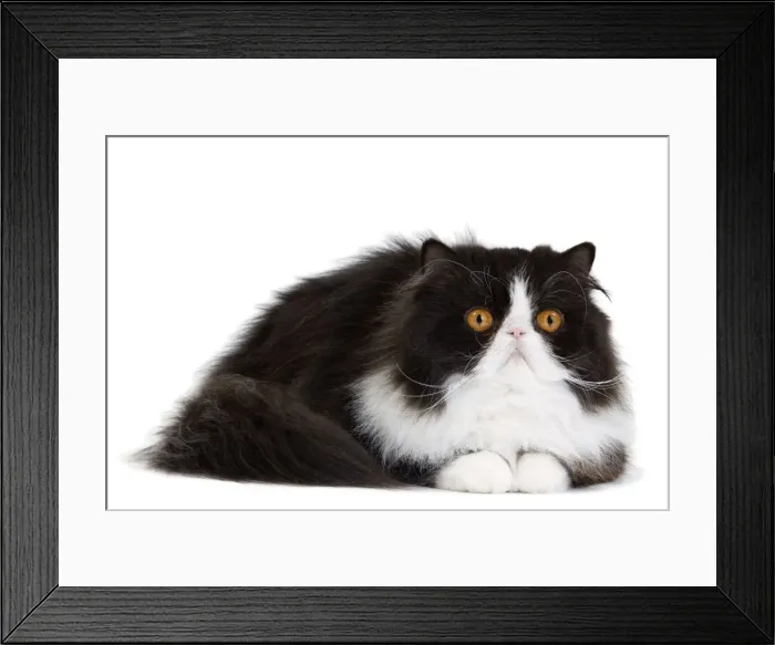 Framed Print : Picture No. 10888200 Framed Print : Picture No. 10888200