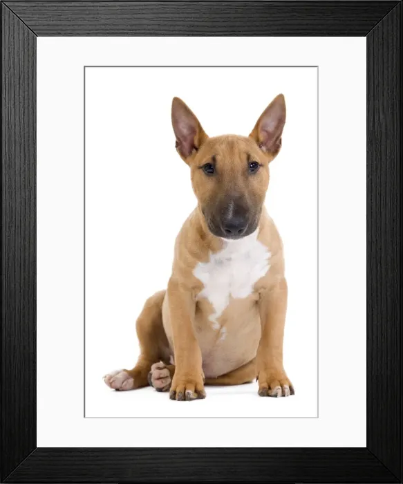 Framed Print : Picture No. 10888208 Framed Print : Picture No. 10888208