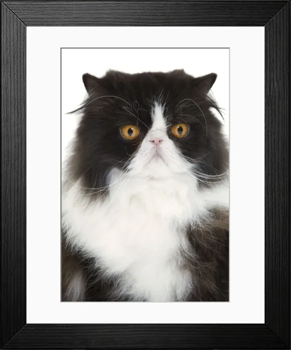 Framed Print : Picture No. 10888202 Framed Print : Picture No. 10888202