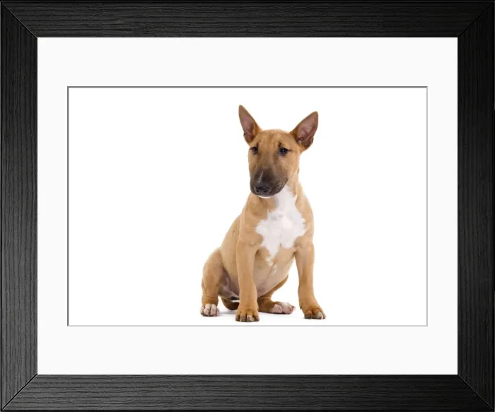 Framed Print : Picture No. 10888207 Framed Print : Picture No. 10888207