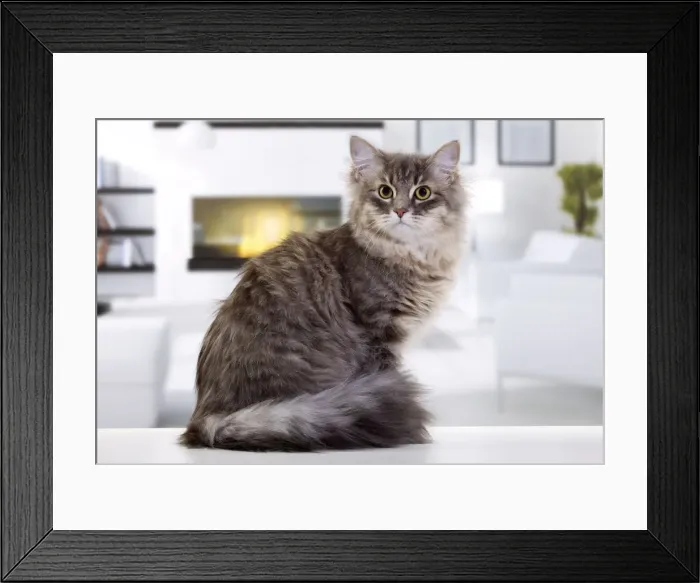 Framed Print : Picture No. 10888210