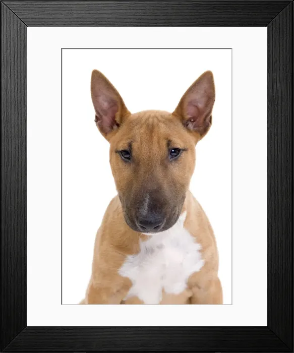 Framed Print : Picture No. 10888209 Framed Print : Picture No. 10888209