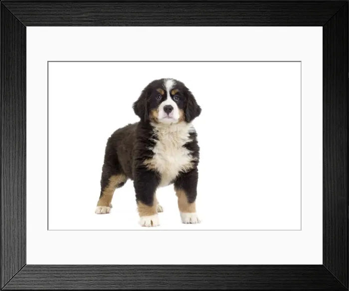 Framed Print : Picture No. 10888214 Framed Print : Picture No. 10888214