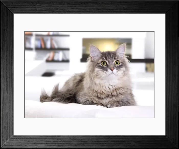 Framed Print : Picture No. 10888212