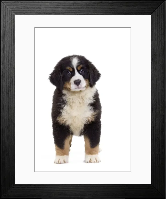 Framed Print : Picture No. 10888215 Framed Print : Picture No. 10888215