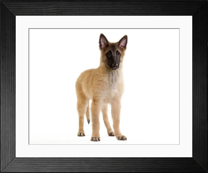 Framed Print : Picture No. 10888219 Framed Print : Picture No. 10888219