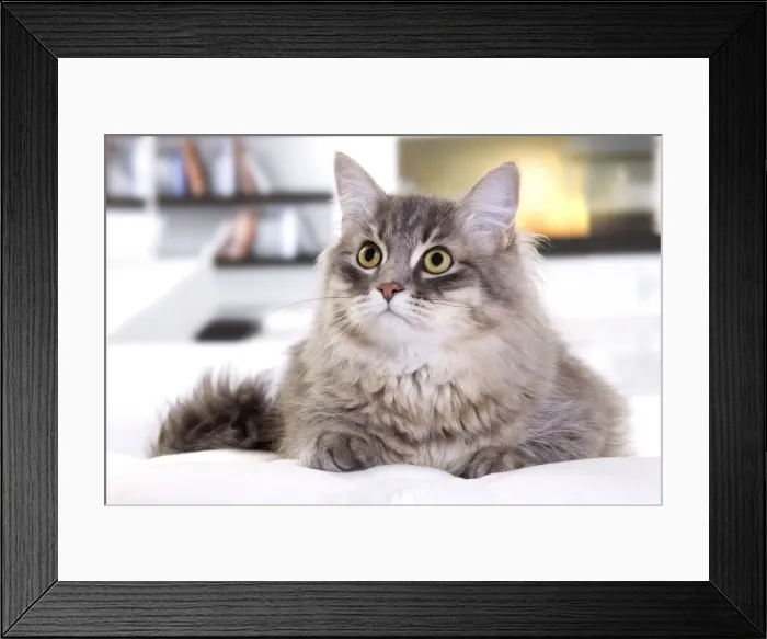 Framed Print : Picture No. 10888213 Framed Print : Picture No. 10888213