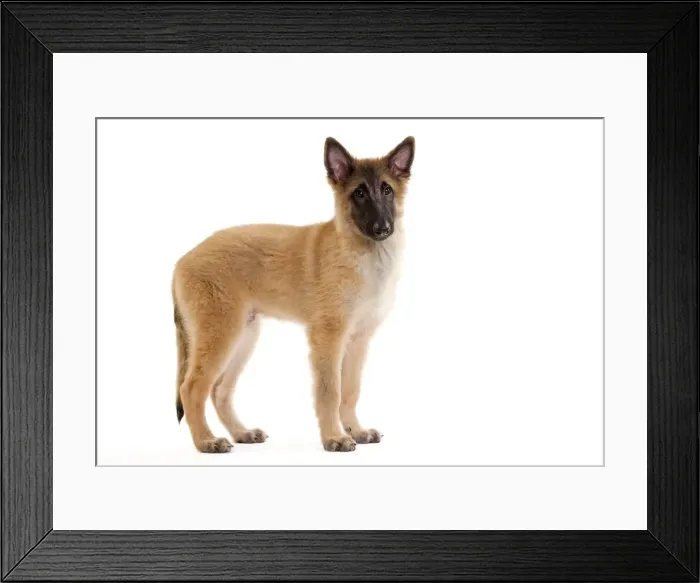 Framed Print : Picture No. 10888222 Framed Print : Picture No. 10888222
