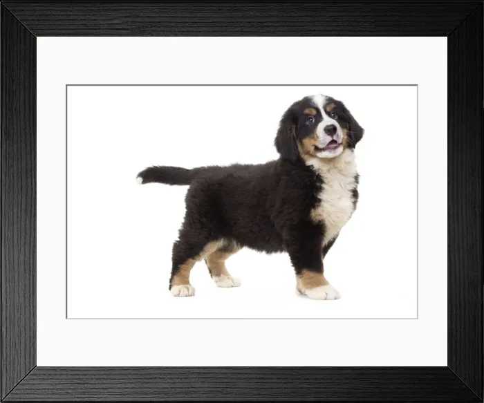 Framed Print : Picture No. 10888217 Framed Print : Picture No. 10888217
