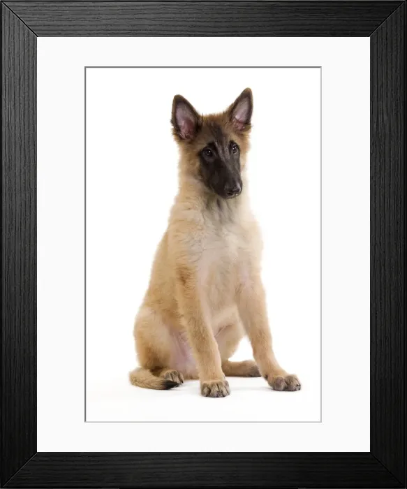 Framed Print : Picture No. 10888220 Framed Print : Picture No. 10888220