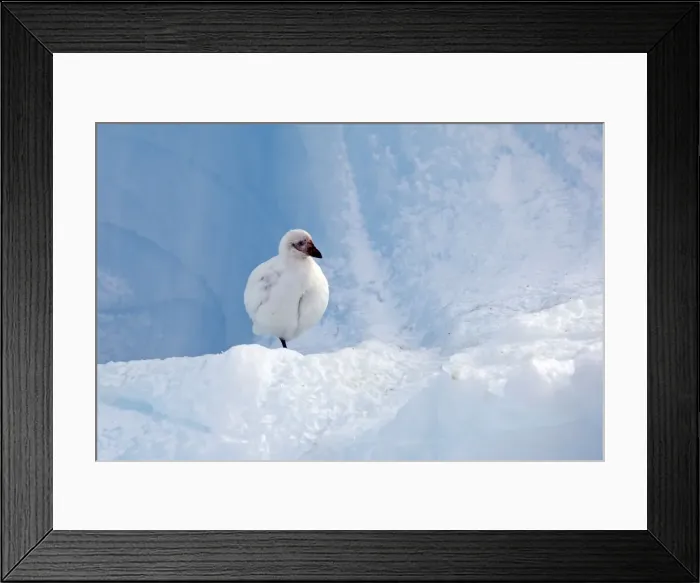 Framed Print : Picture No. 10888226 Framed Print : Picture No. 10888226