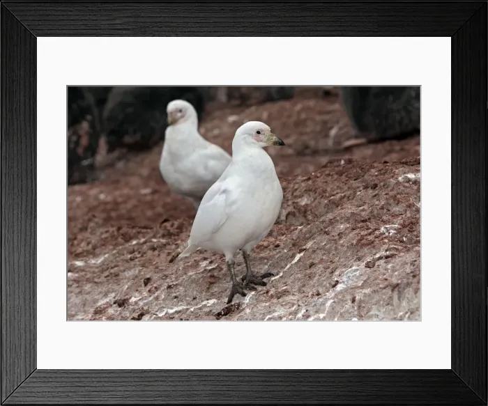 Framed Print : Picture No. 10888225 Framed Print : Picture No. 10888225