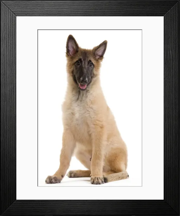 Framed Print : Picture No. 10888224 Framed Print : Picture No. 10888224