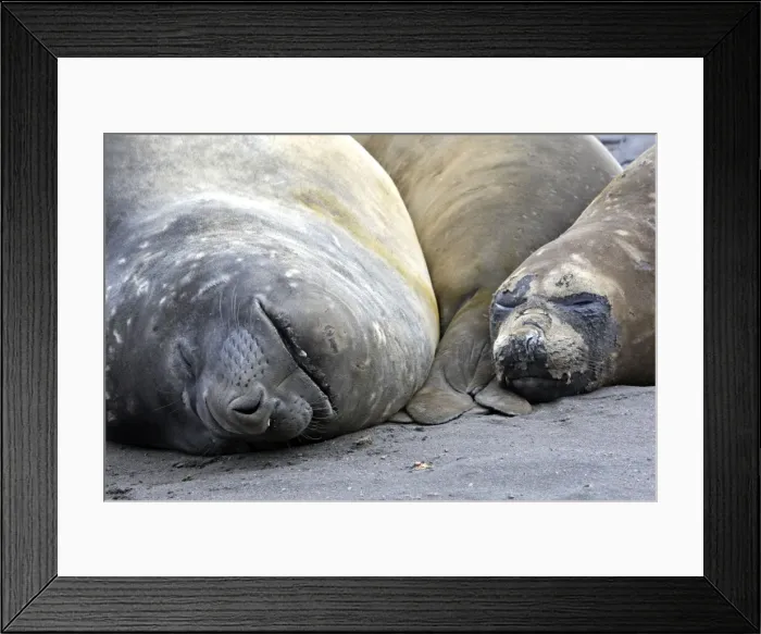 Framed Print : Picture No. 10888229 Framed Print : Picture No. 10888229