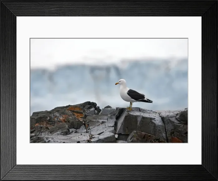Framed Print : Picture No. 10888235 Framed Print : Picture No. 10888235