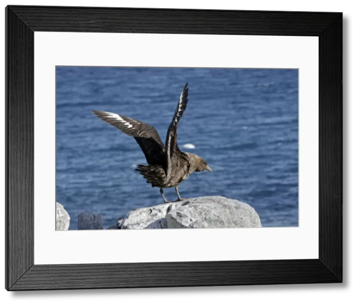Framed Print : Picture No. 10888275 Framed Print : Picture No. 10888275