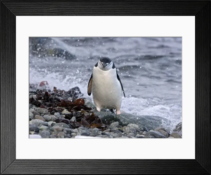 Framed Print : Picture No. 10888277 Framed Print : Picture No. 10888277