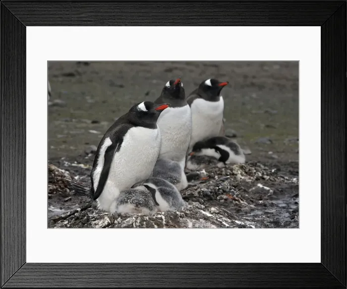 Framed Print : Picture No. 10888351 Framed Print : Picture No. 10888351