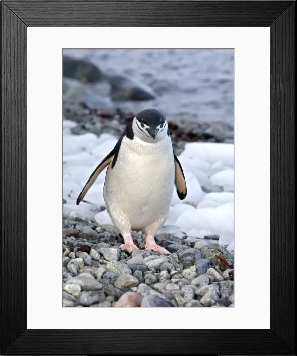 Framed Print : Picture No. 10888278 Framed Print : Picture No. 10888278