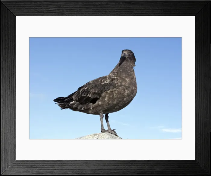 Framed Print : Picture No. 10888276 Framed Print : Picture No. 10888276