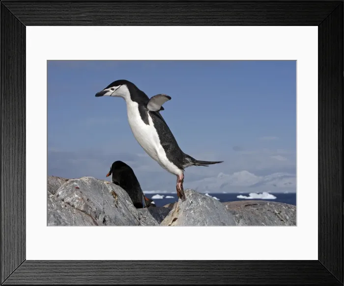 Framed Print : Picture No. 10888282 Framed Print : Picture No. 10888282